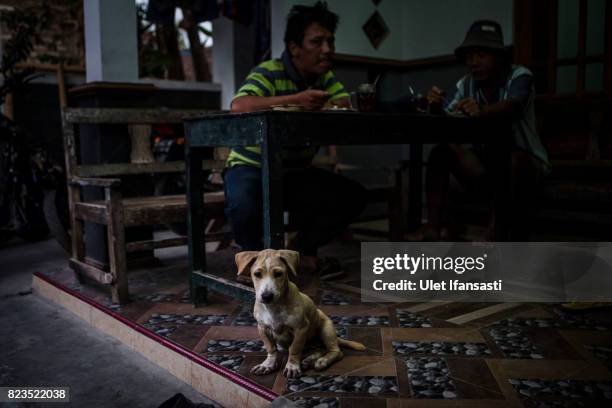 Dog is seen as customers eat dog meat known as 'tongseng' at restaurant specialising in dog meat on July 25, 2017 in Yogyakarta, Indonesia....