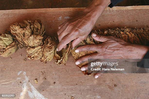 high angle view of a worker's hand holding tobacco leaves, lebanon - tobacco workers stockfoto's en -beelden