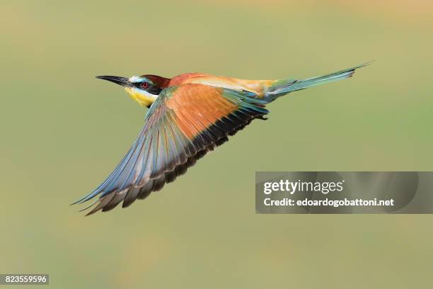 bee-eater in flight - abejaruco fotografías e imágenes de stock