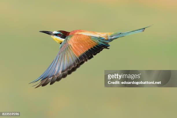 bee-eater in flight - edoardogobattoni foto e immagini stock