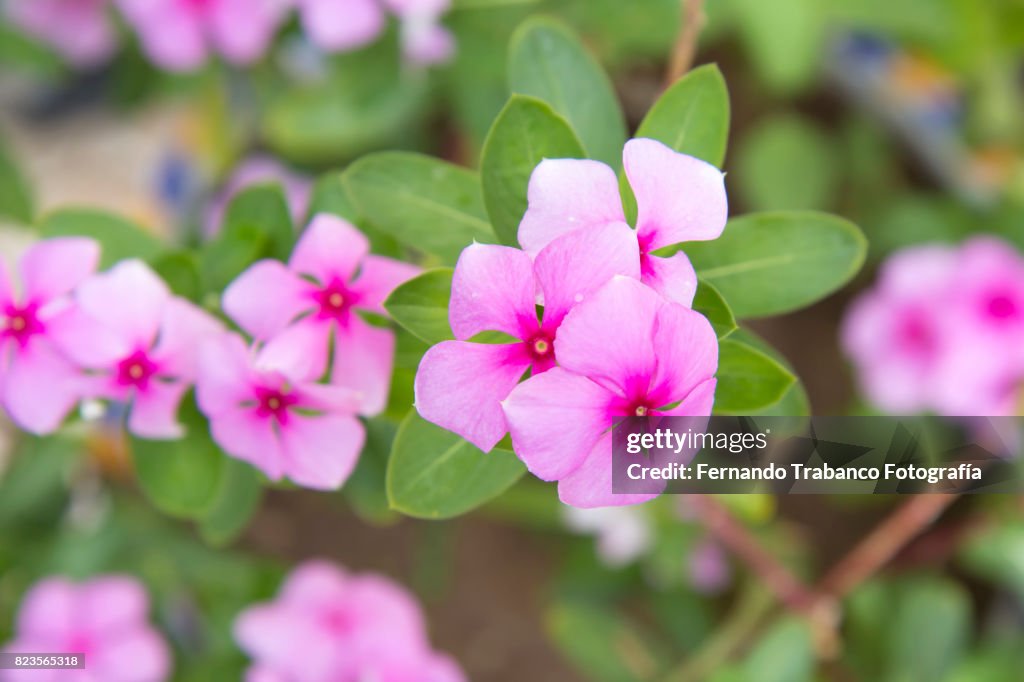 Small pink flowers in spring