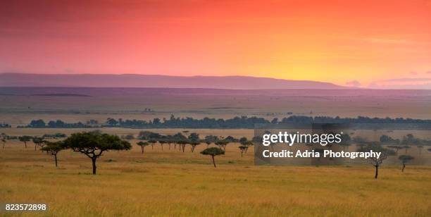 sunrise in savannah - kenya landscape stock pictures, royalty-free photos & images