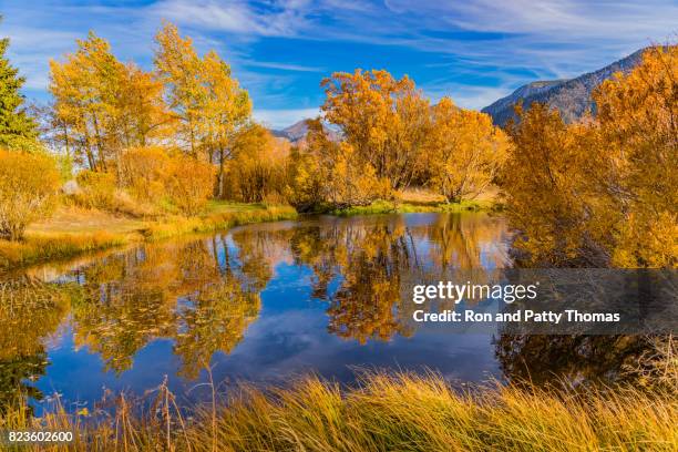 autumn willow and aspen trees along mammoth creek eastern sierra nevada mountains, ca - mammoth lakes stock pictures, royalty-free photos & images