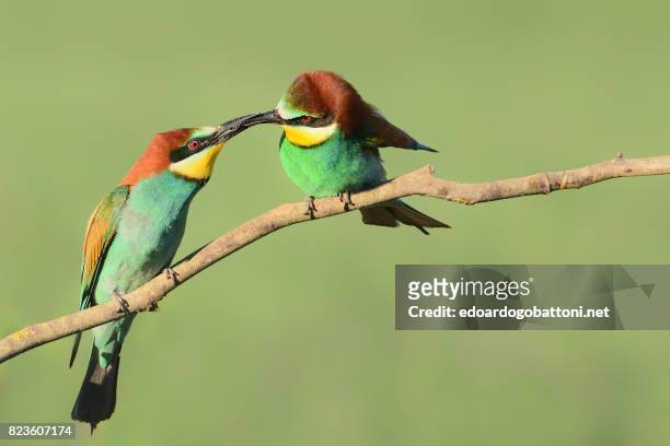 bee-eaters's gift - edoardogobattoni stockfoto's en -beelden