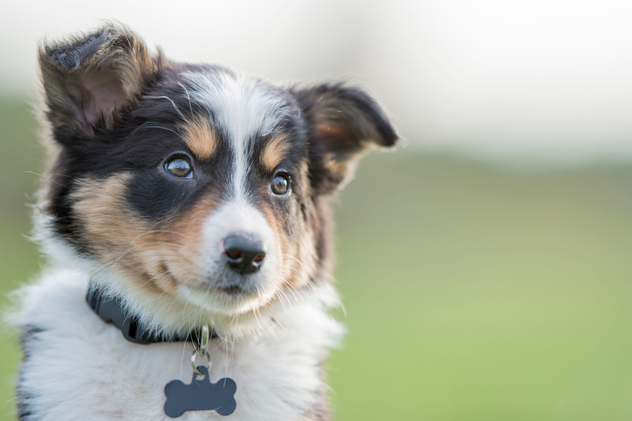 happy puppy