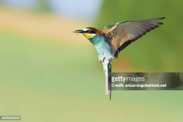 bee-eater in flight - edoardogobattoni foto e immagini stock