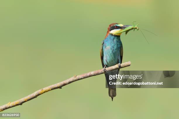 bee-eater catching green grasshopper - edoardogobattoni stock-fotos und bilder