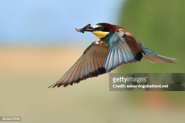 bee-eater in flight - edoardogobattoni stockfoto's en -beelden