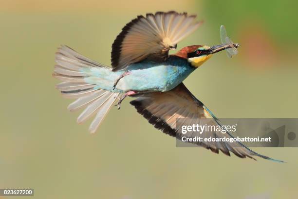 bee-eater in flight - edoardogobattoni stock pictures, royalty-free photos & images