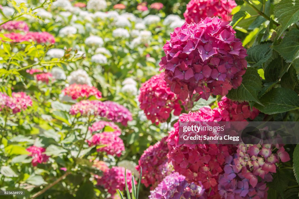 Just Hydrangeas
