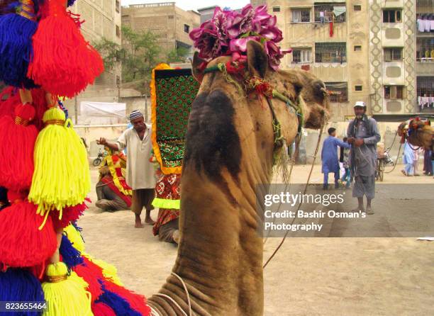 streets of karachi - 馬の衣装 ストックフォトと画像