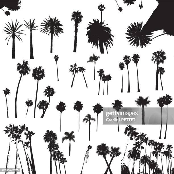 palm trees - palm trees clipart stock illustrations