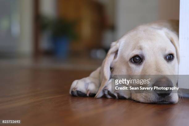 looking for trouble - yellow labrador retriever stock pictures, royalty-free photos & images