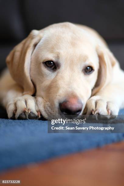 cute boy - labrador dourado imagens e fotografias de stock