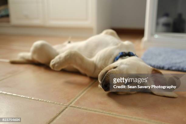 lazy boy - labrador puppies stock-fotos und bilder