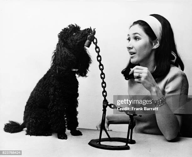 English television presenter Jan Leeming and her pet poodle Sheba inspect a model of a giraffe, one of the pieces of 'instant art' on the BBC...