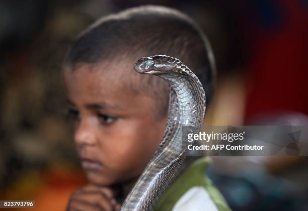 In this photo taken on July 14 the son of an Indian snake charmer holds a cobra snake in Kapari village, around 40km southwest of Allahabad in Uttar...