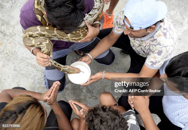 This photo taken on July 27, 2017 shows Indian Hindu men offering milk to a python snake in Jalandhar. Officially the snake charmers' profession is...