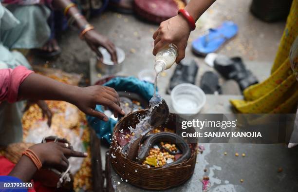 An Indian Hindu devotee pours milk on a snake as an offering during the annual Nag Panchami festival in Allahabad on July 28, 2017. Officially the...