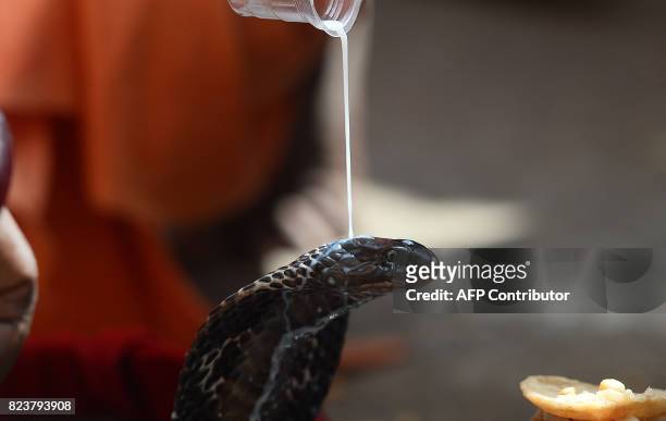 An Indian Hindu devotee pours milk on a snake as an offering during the annual Nag Panchami festival in Allahabad on July 28, 2017. Officially the...