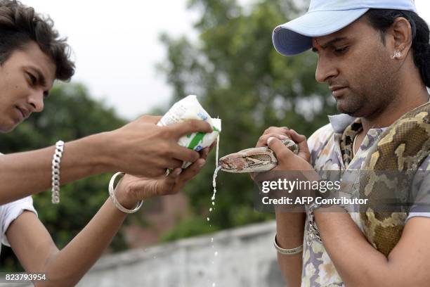 This photo taken on July 27, 2017 shows an Indian Hindu men pouring milk for a python snake to drink in Jalandhar. Officially the snake charmers'...