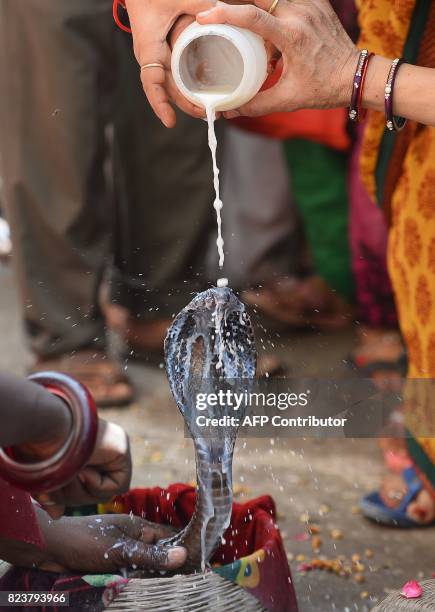 An Indian Hindu devotee pours milk on a snake as an offering during the annual Nag Panchami festival, dedicated to the worship of snakes outside the...