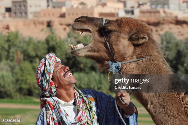 happy moroccon berber and his happy camel - berber stock pictures, royalty-free photos & images