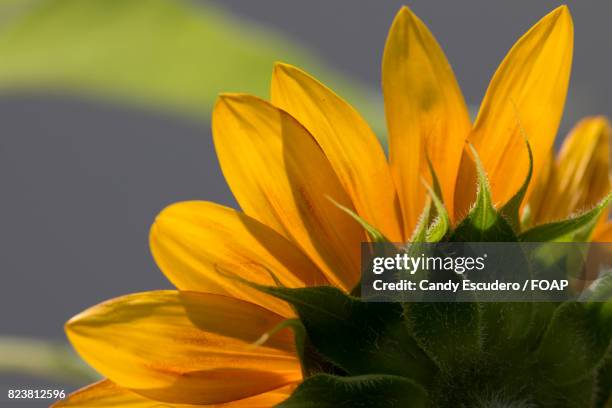 close-up of sunflower - girasol stock pictures, royalty-free photos & images