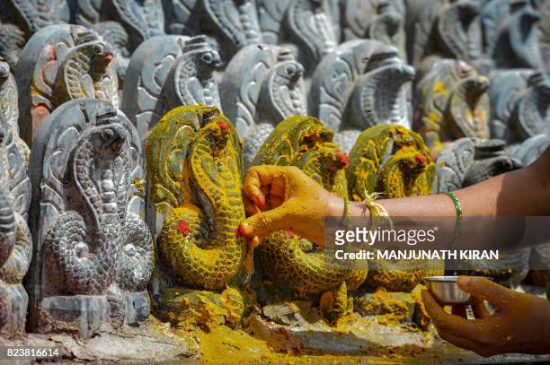 An Indian Hindu devotee puts turmeric paste on stone figurines of the serpent deity Adishesha at the Mukthi Naga temple to mark the Naga Panchami...