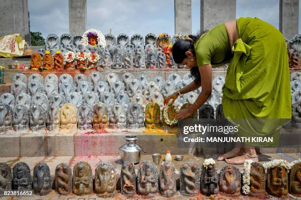 An Indian Hindu devotee puts turmeric paste on stone figurines of the serpent deity Adishesha at the Mukthi Naga temple to mark the Naga Panchami...