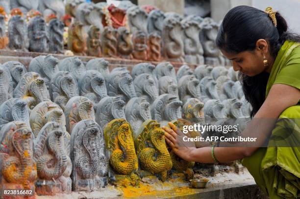 An Indian Hindu devotee puts turmeric paste on stone figurines of the serpent deity Adishesha at the Mukthi Naga temple to mark the Naga Panchami...