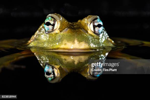 west african bullfrog - african bullfrog stock-fotos und bilder