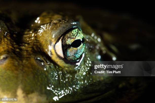 west african bullfrog's eye. - african bullfrog stock-fotos und bilder