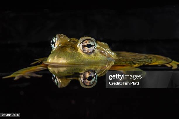 west african bullfrog - african bullfrog stock-fotos und bilder