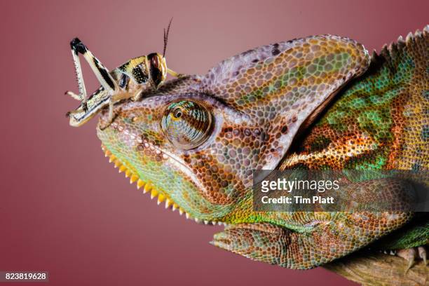 Veiled Chameleon and locust
