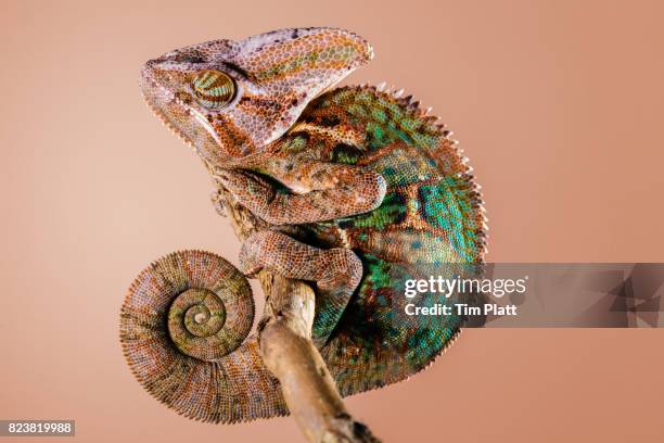 veiled chameleon - veiled chameleon stock pictures, royalty-free photos & images