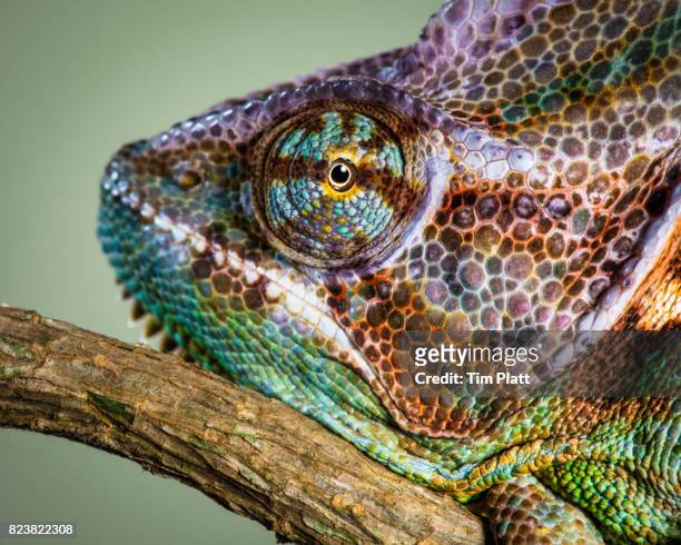 veiled chameleon - yemen chameleon stock pictures, royalty-free photos & images