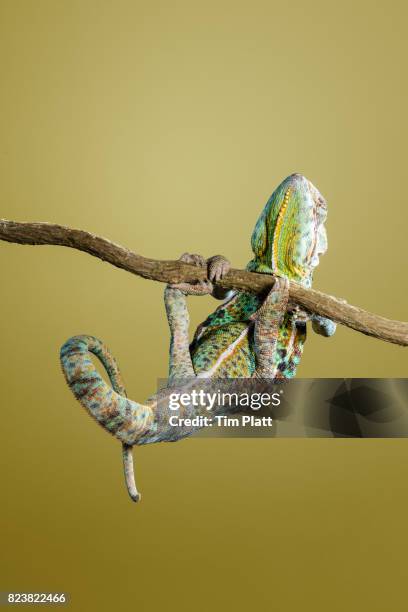 veiled chameleon - yemen chameleon stock pictures, royalty-free photos & images