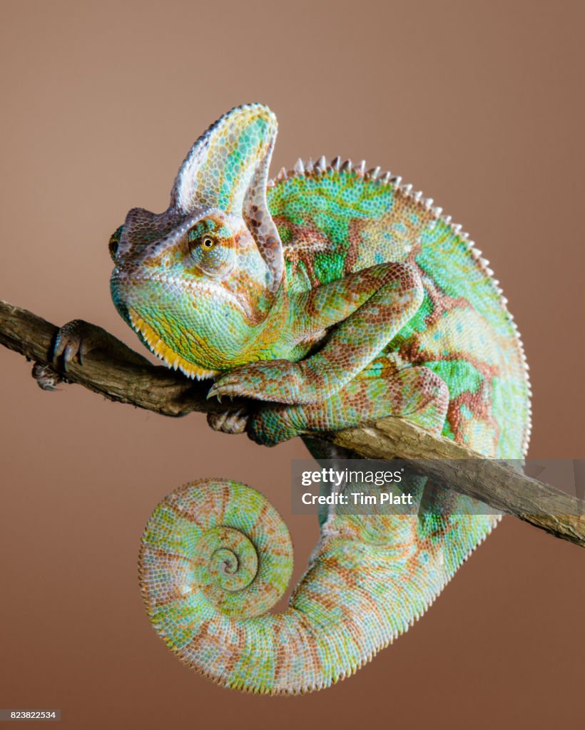 Veiled Chameleon