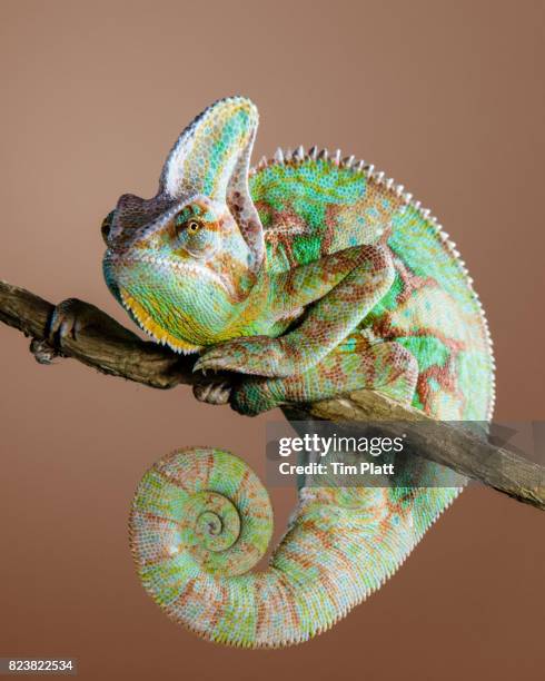 veiled chameleon - camaleón fotografías e imágenes de stock