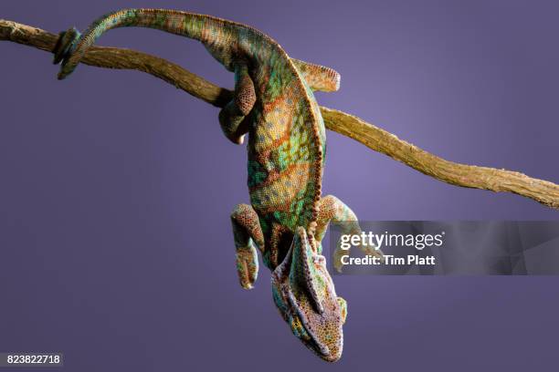 veiled chameleon - lizard stock-fotos und bilder