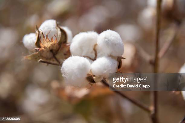 cotton fields, sardargarh, rajasthan, india - 綿棒 ストックフォトと画像