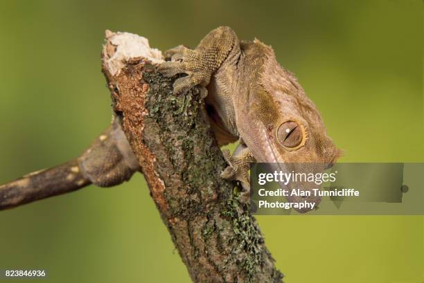 crested gecko - rhacodactylus stock pictures, royalty-free photos & images