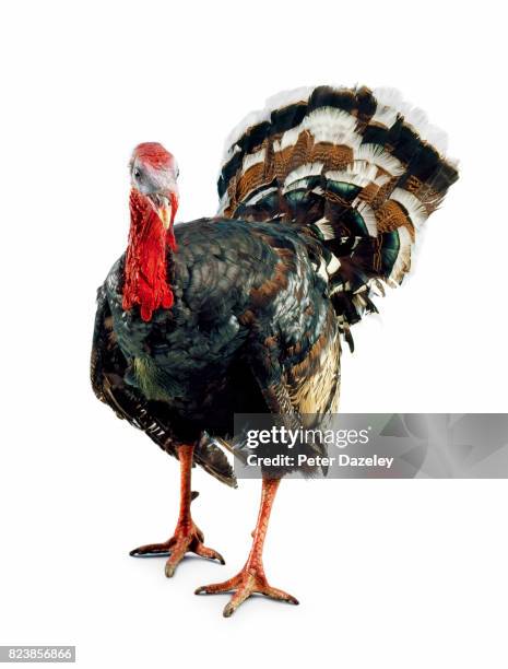 thanksgiving and christmas turkey - bird portraits stock-fotos und bilder