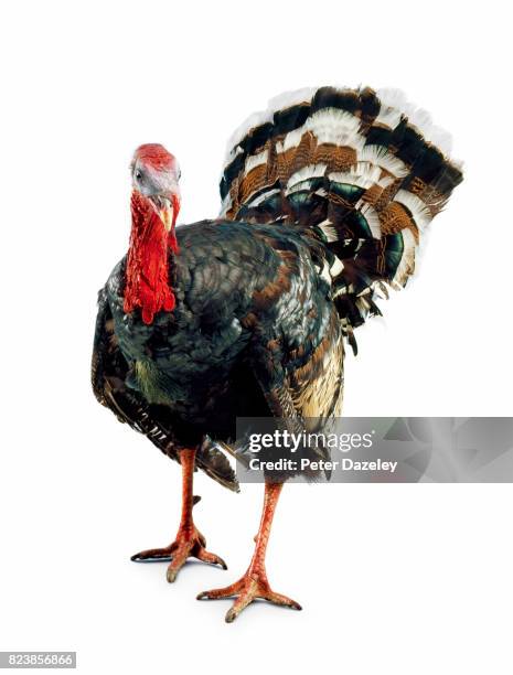 thanksgiving and christmas turkey - turkey bird 個照片及圖片檔