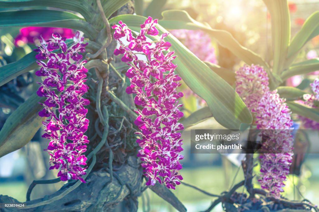 Hermosa Flor De La Orquídea En El Jardín De Invierno O Primavera Día De  Postal La Belleza Y La Agricultura Idea Concepto De Diseño Orquídeas Son  Exportar Productos De Negocios De Tailandia