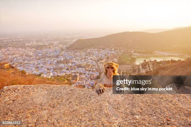 rhesus macaques monkey,  rajasthan, india. - bundi imagens e fotografias de stock