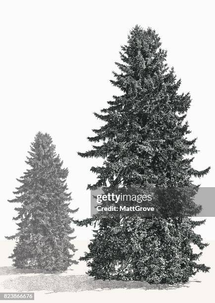 blue spruce - spruce stock illustrations