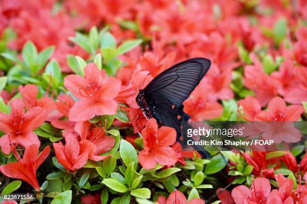 common rose swallowtail butterfly on red flowers - ベニモンアゲハ ストックフォトと画像