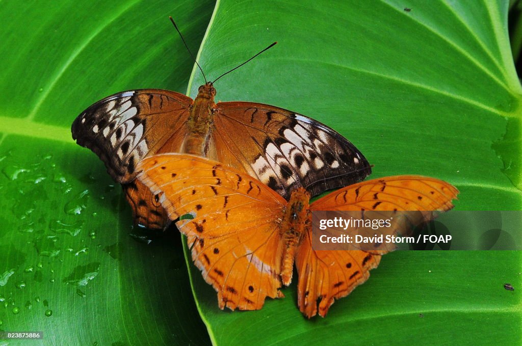 Butterflies perching on wet leaf